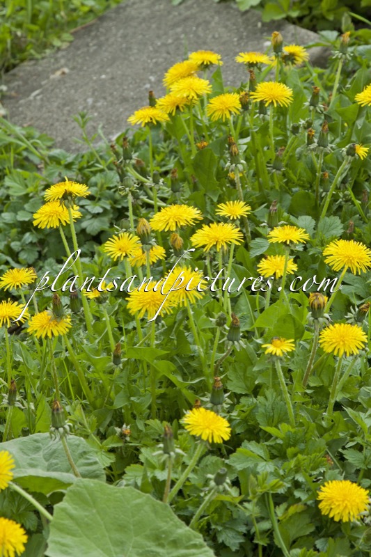 Taraxacum officinale