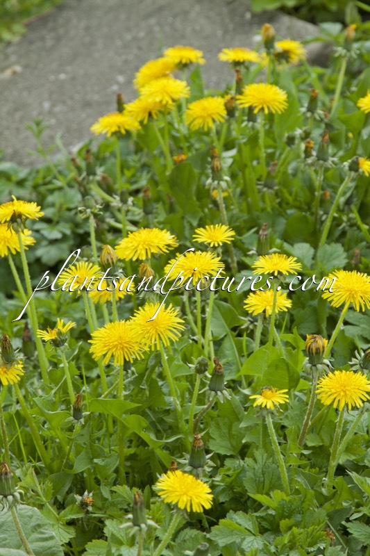 Taraxacum officinale