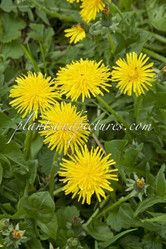 Taraxacum officinale