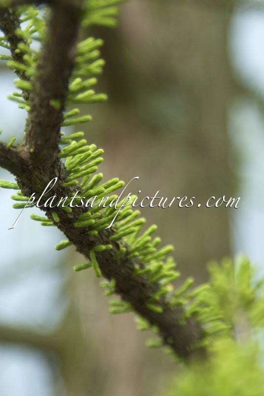 Taxodium distichum ‘Nutans’