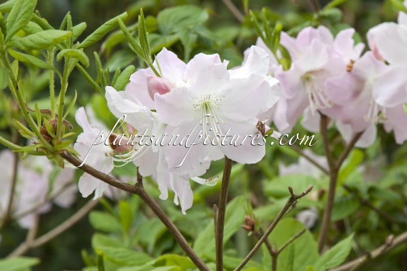 Rhododendron schlippenbachii