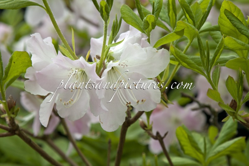 Rhododendron schlippenbachii