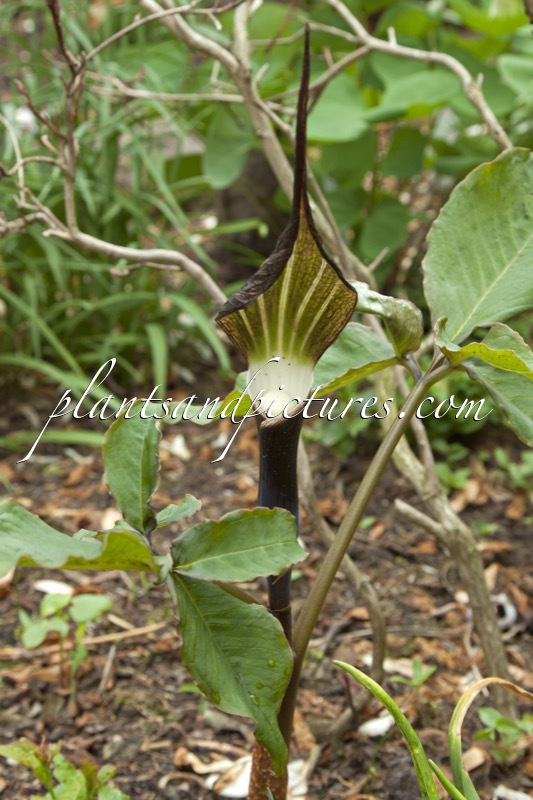 Arisaema sikokianum