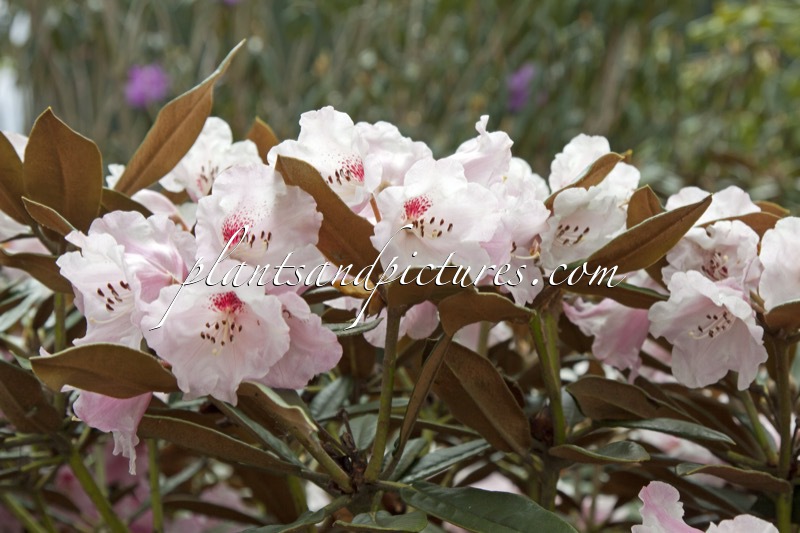 Rhododendron yakushimanum x Rhododendron crinigerum