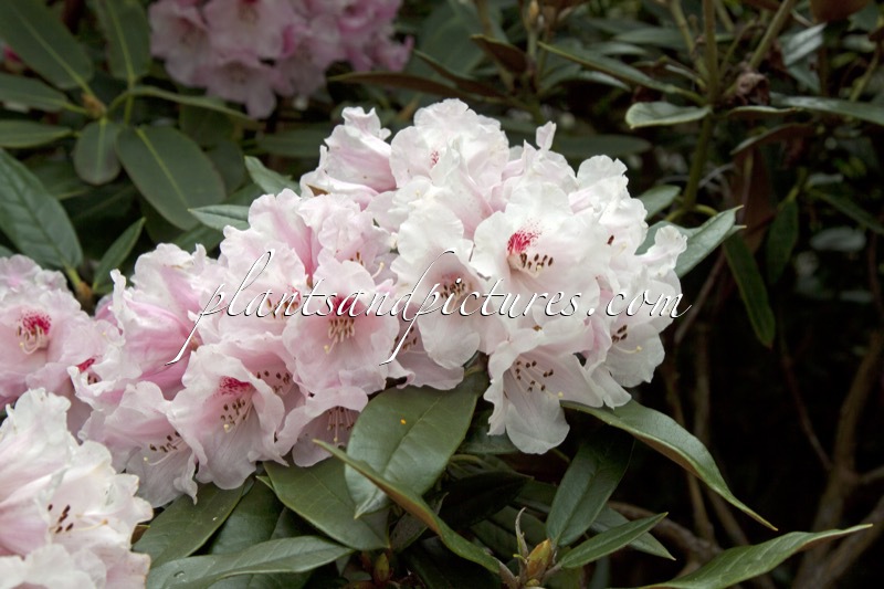 Rhododendron yakushimanum x Rhododendron crinigerum