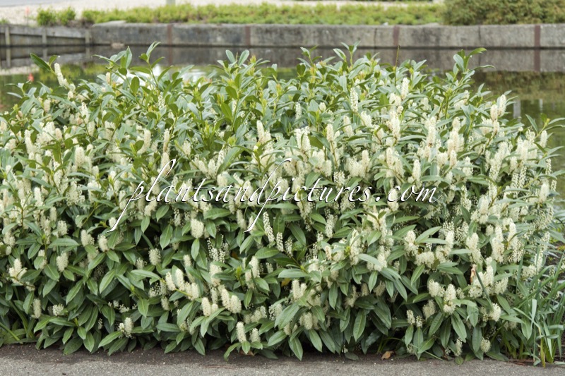 Prunus laurocerasus ‘Bokramer’ (MERCURIUS)