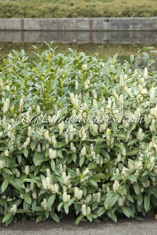 Prunus laurocerasus ‘Bokramer’ (MERCURIUS)