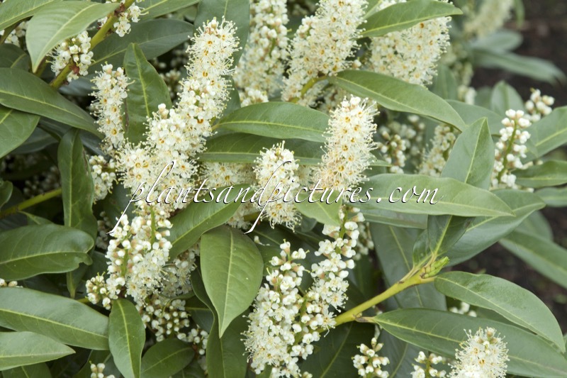 Prunus laurocerasus ‘Bokramer’ (MERCURIUS)