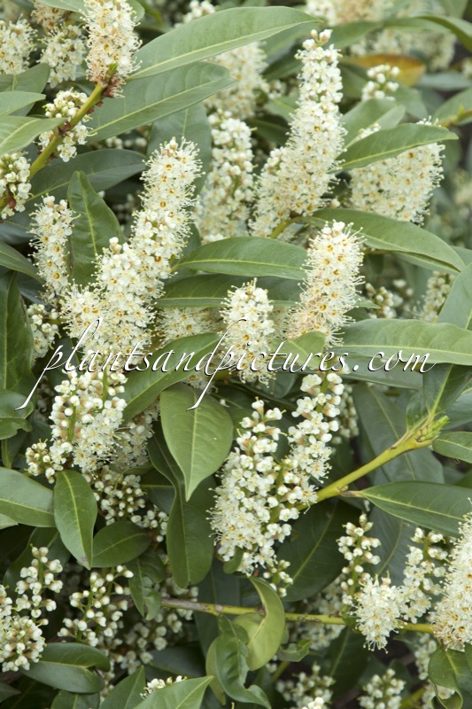 Prunus laurocerasus ‘Bokramer’ (MERCURIUS)