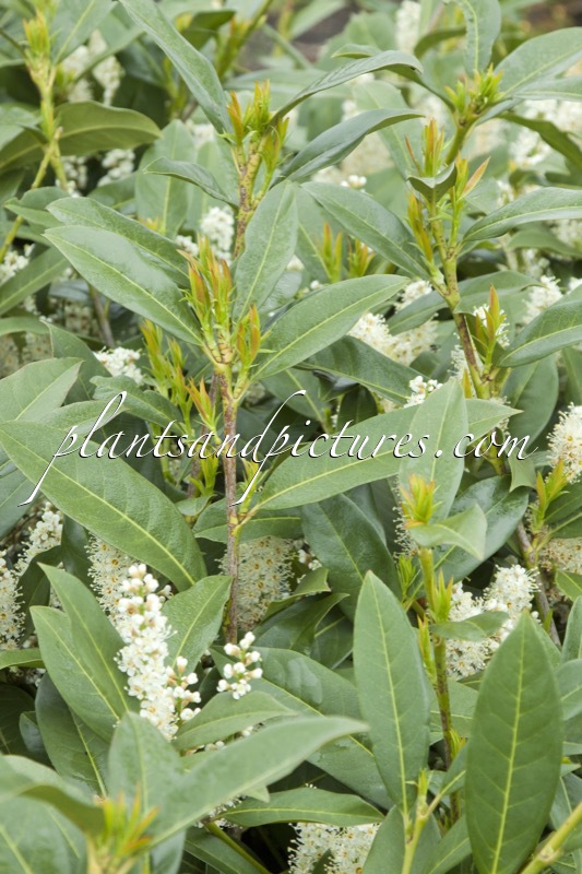 Prunus laurocerasus ‘Bokramer’ (MERCURIUS)