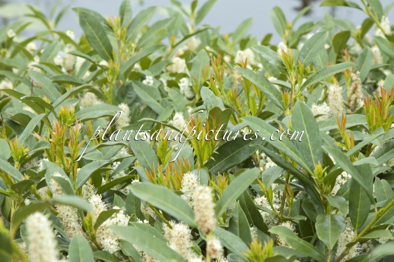 Prunus laurocerasus ‘Bokramer’ (MERCURIUS)