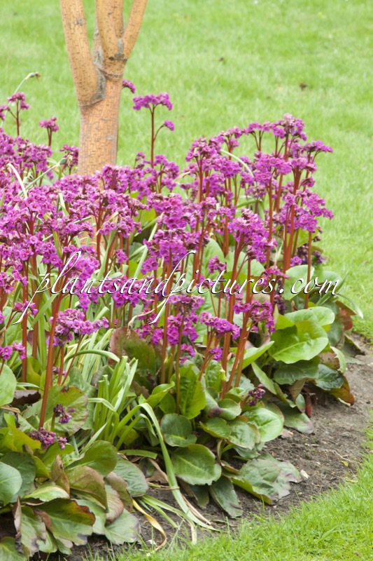 Bergenia cordifolia ‘Eroica’