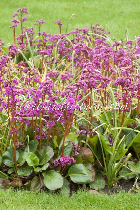 Bergenia cordifolia ‘Eroica’