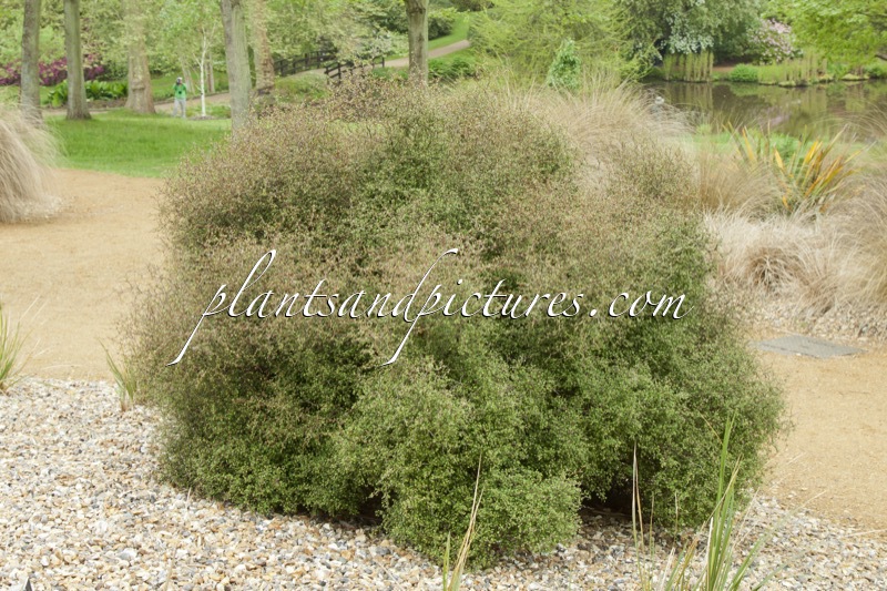 Muehlenbeckia astonii