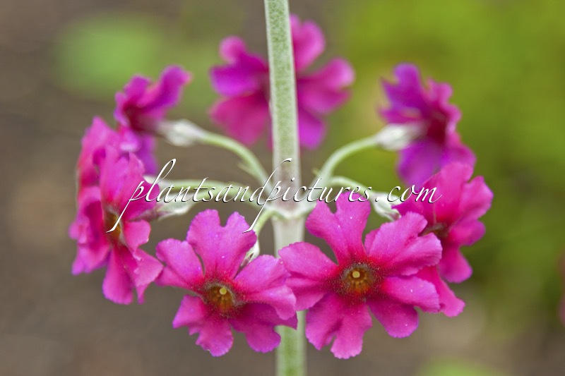 Primula beesiana