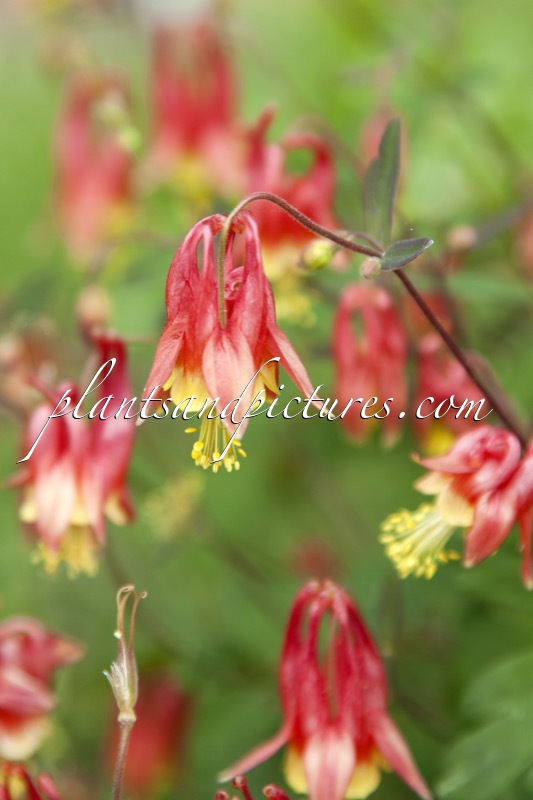 Aquilegia canadensis ‘Nana’