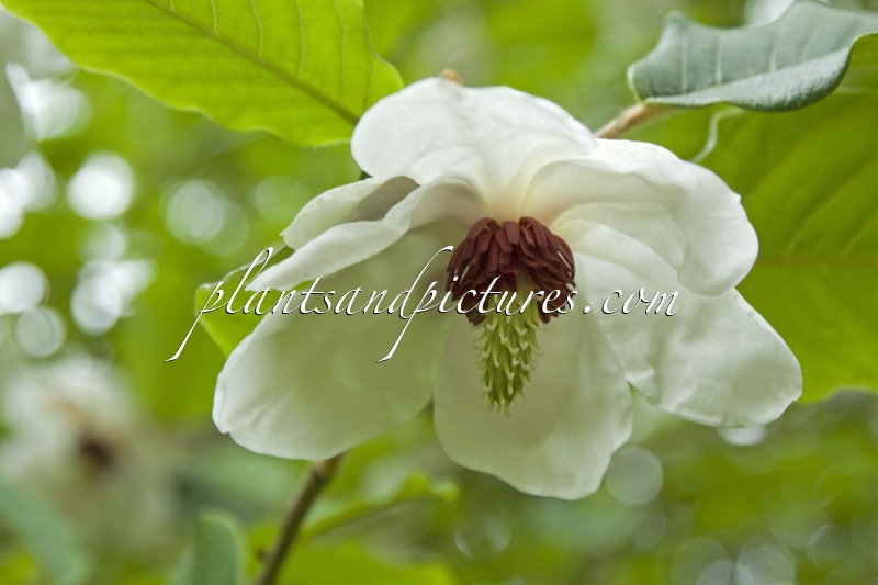 Magnolia sinensis