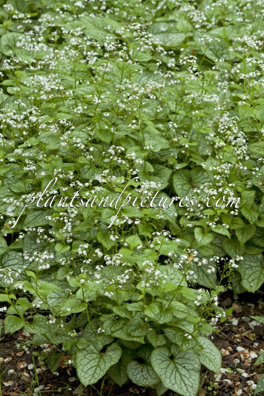 Brunnera macrophylla ‘Mr Morse’