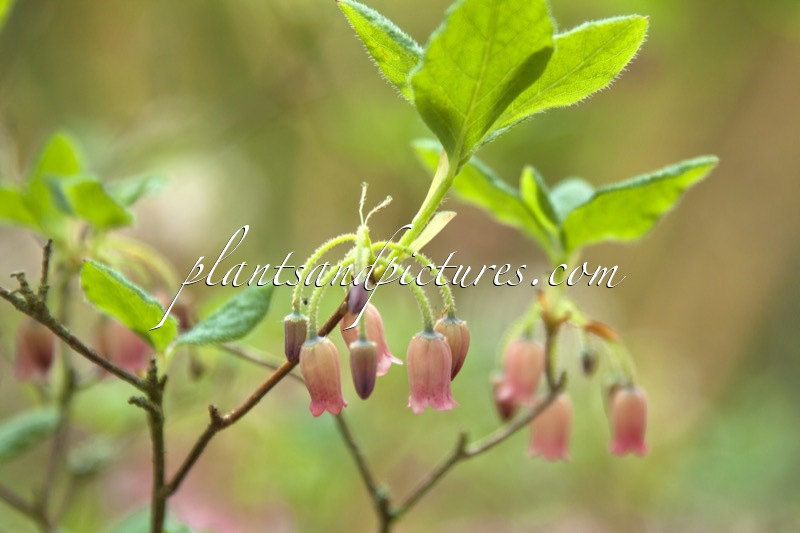 Rhododendron menziesii