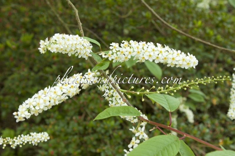 Prunus padus ‘Watereri’