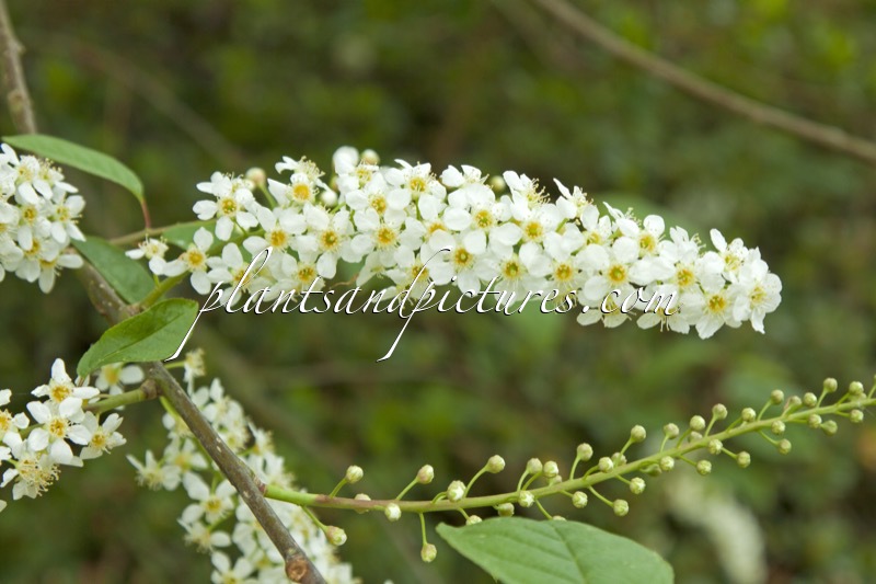 Prunus padus ‘Watereri’