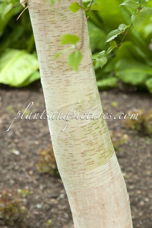 Betula utilis ‘Sauwala White’