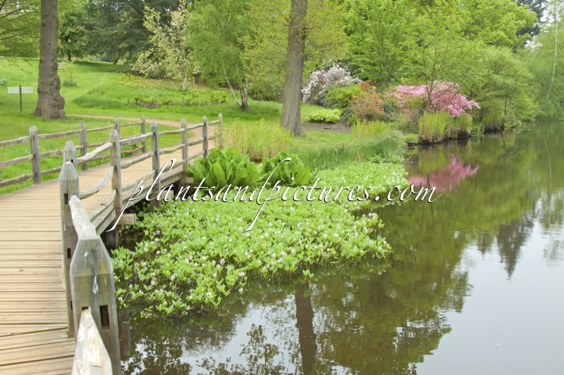 Menyanthes trifoliata