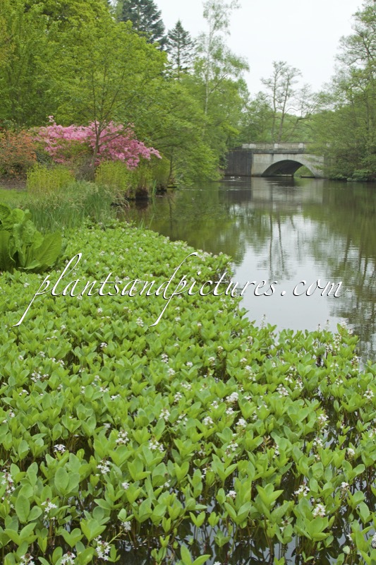 Menyanthes trifoliata