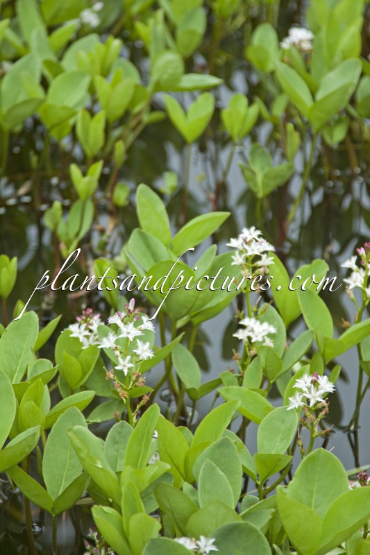 Menyanthes trifoliata