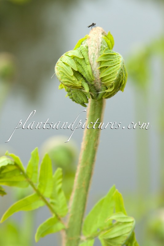 Osmunda regalis
