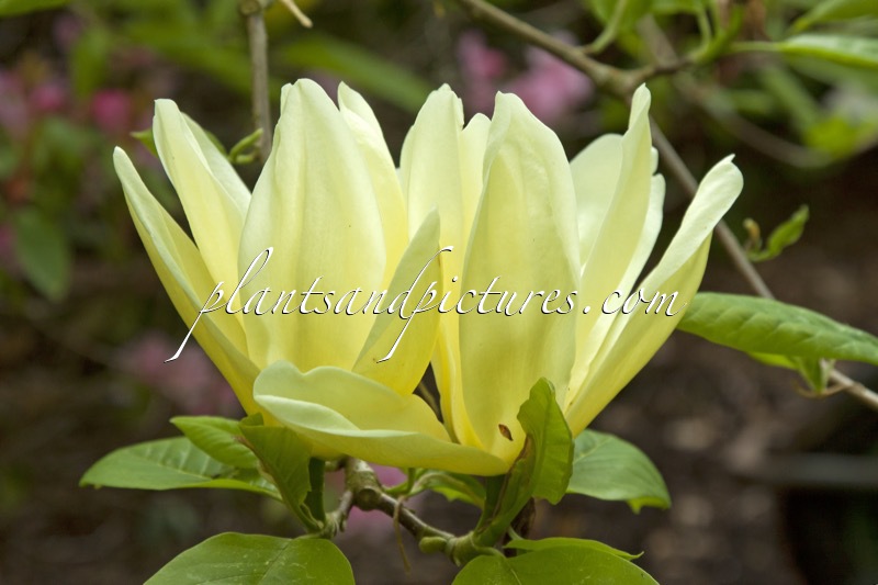 Magnolia ‘Yellow Fever’