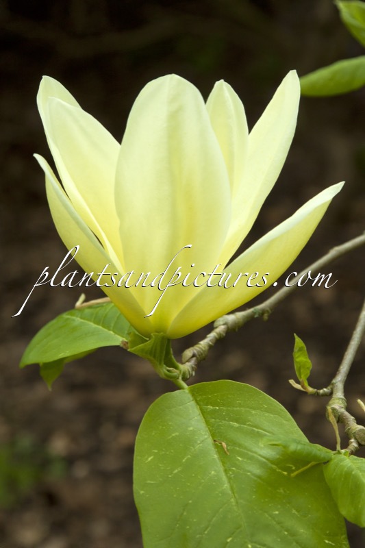 Magnolia ‘Yellow Fever’