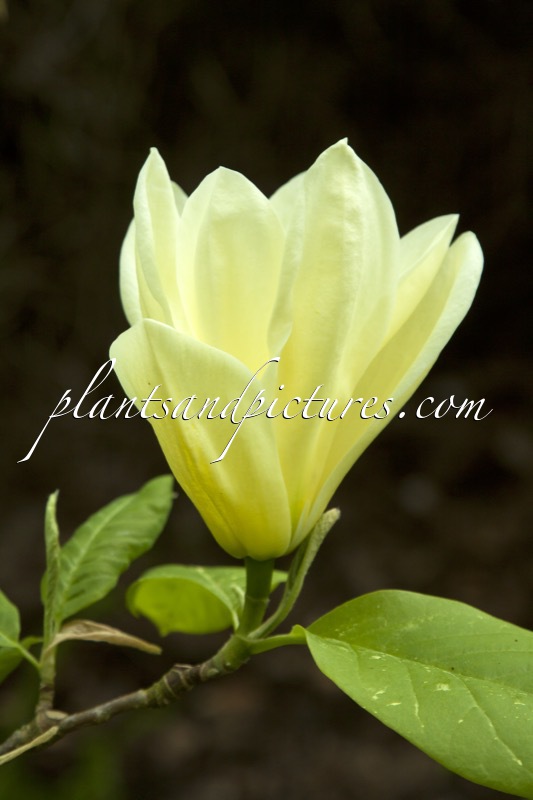 Magnolia ‘Yellow Fever’