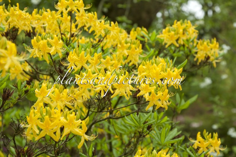 Rhododendron luteum