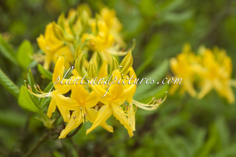 Rhododendron luteum