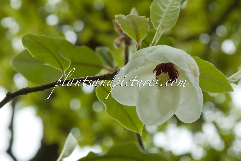 Magnolia wilsonii