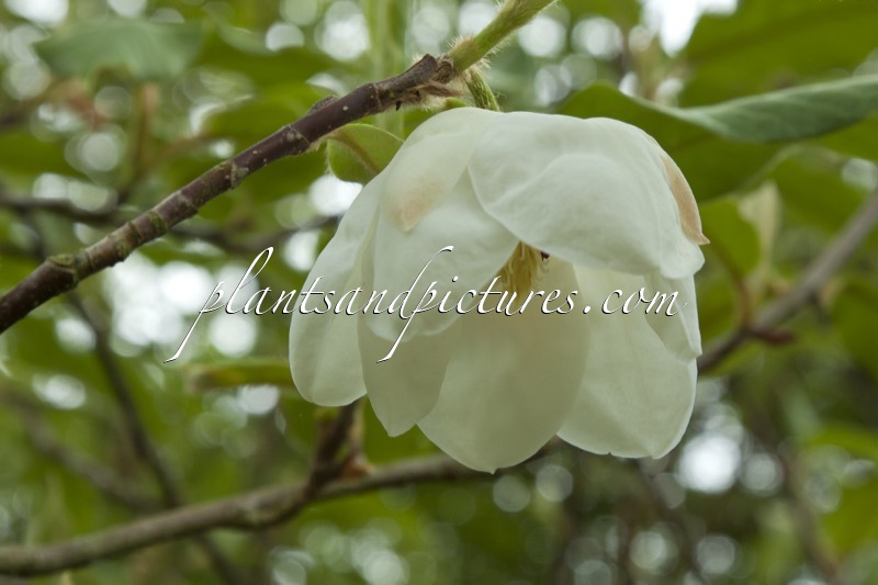 Magnolia wilsonii
