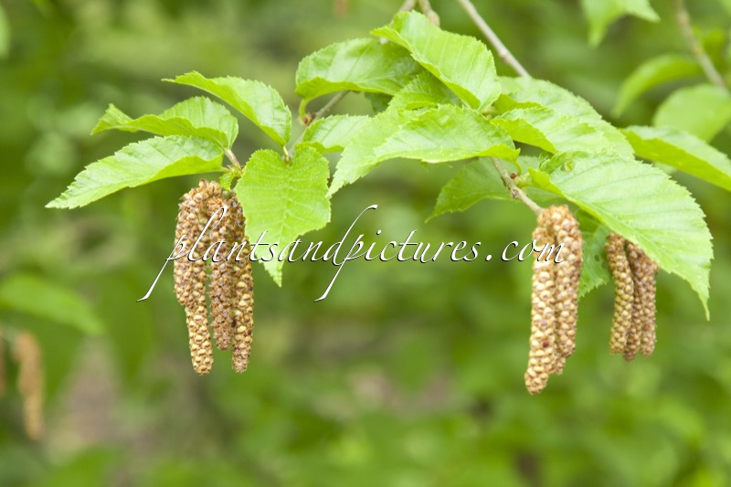 Betula alleghaniensis