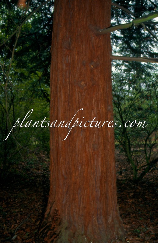 Sequoia sempervirens