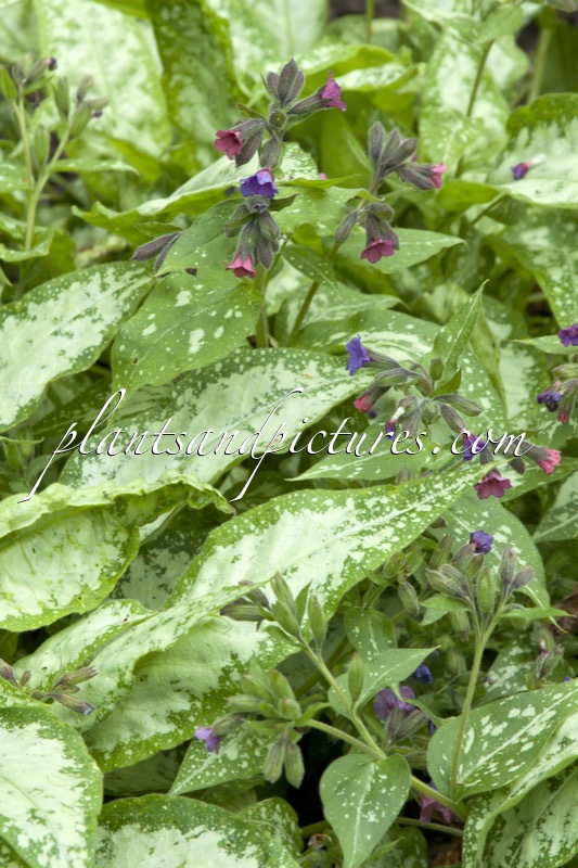 Pulmonaria saccharata ‘Silverado’