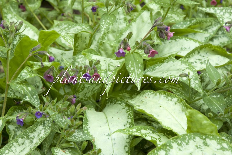 Pulmonaria saccharata ‘Silverado’