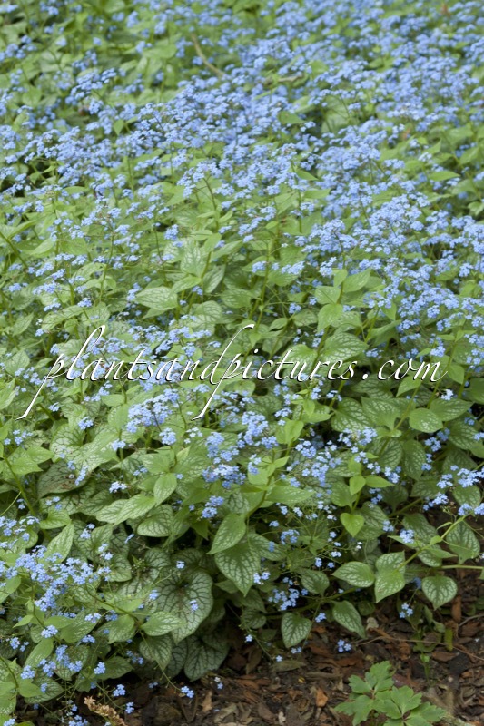 Brunnera macrophylla ‘Jack Frost’