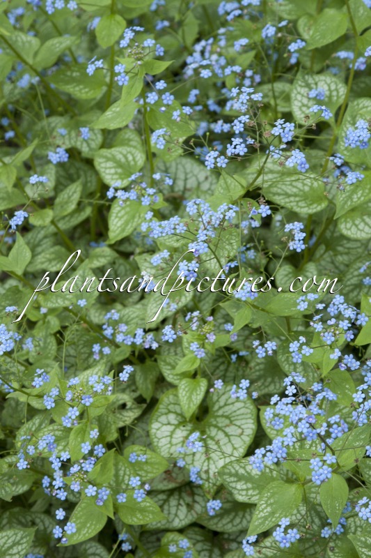 Brunnera macrophylla ‘Jack Frost’