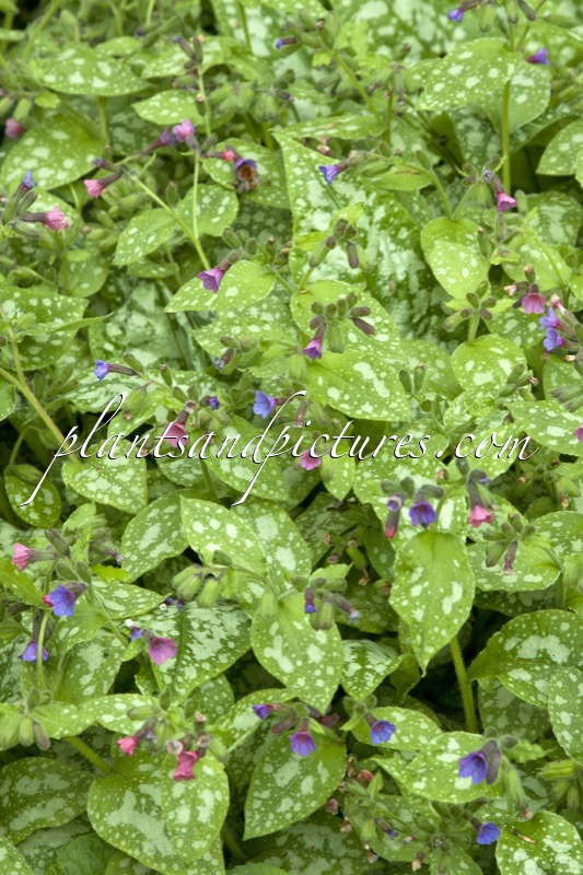 Pulmonaria saccharata ‘Argentea Redman’