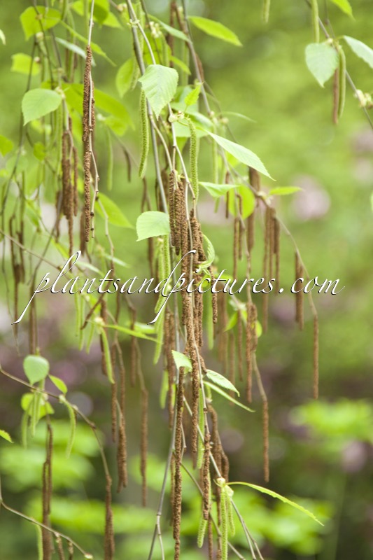 Betula luminifera