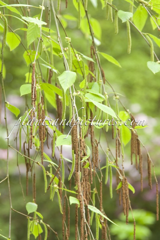 Betula luminifera