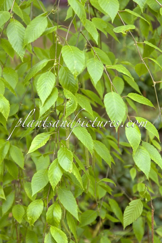 Betula luminifera