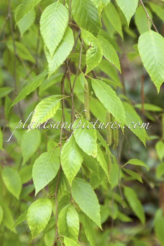 Betula luminifera