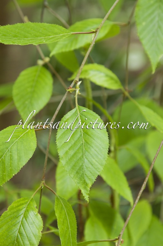 Betula luminifera