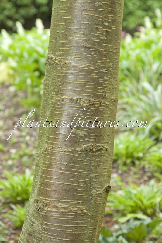 Betula luminifera